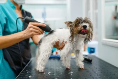 Veterinaria secando el pelo de un perro