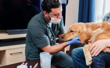 Veterinario atendiendo a un perro