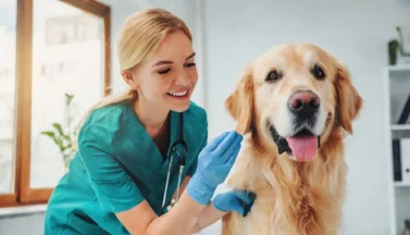 Veterinaria con perro de raza grande