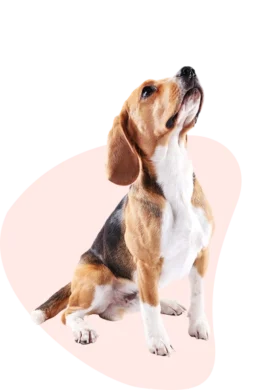 Mascota con fondo rosa
