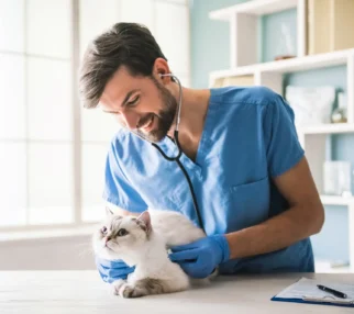Veterinario atendiendo a un gato en su consultorio